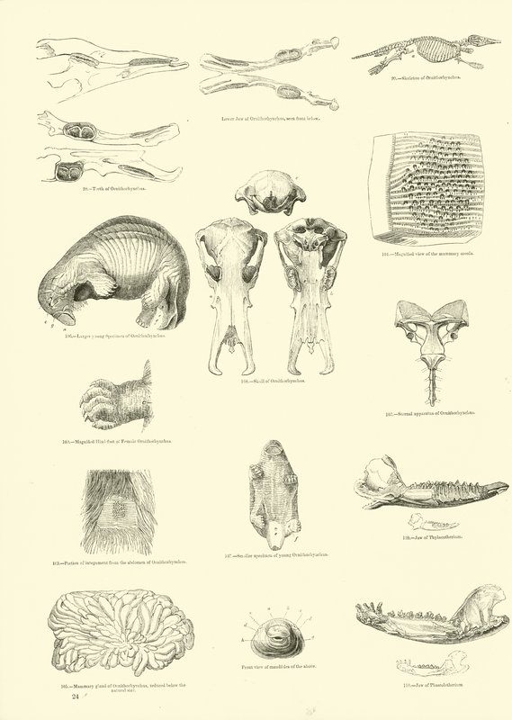 Pagina da Il Museo Pittoresco della Natura Animata da English School