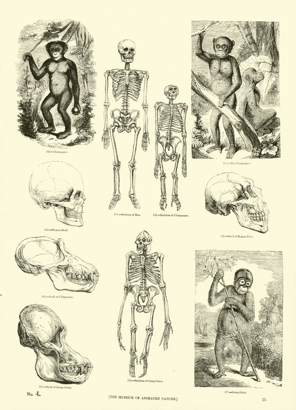 Pagina dal Museo Illustrato della Natura Animata da English School