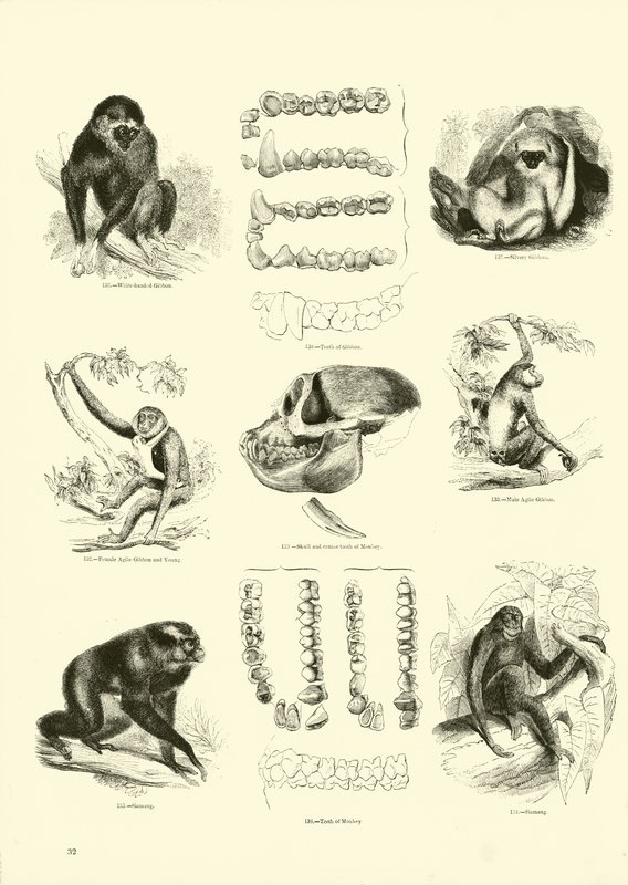 Pagina dal Museo Illustrato della Natura Animata da English School