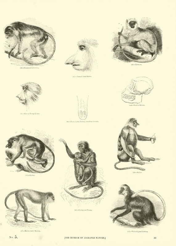 Pagina dal Museo Illustrato della Natura Animata da English School