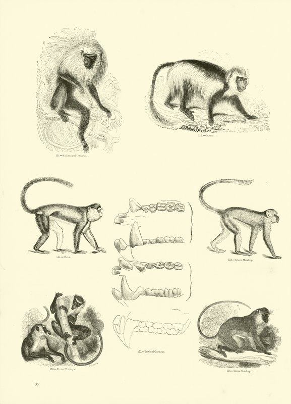 Pagina dal Museo Illustrato della Natura Animata da English School