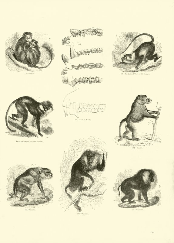 Pagina dal Museo Illustrato della Natura Animata da English School
