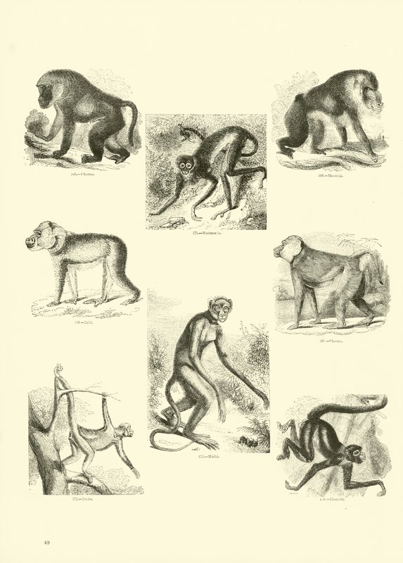 Pagina dal Museo Illustrato della Natura Animata da English School