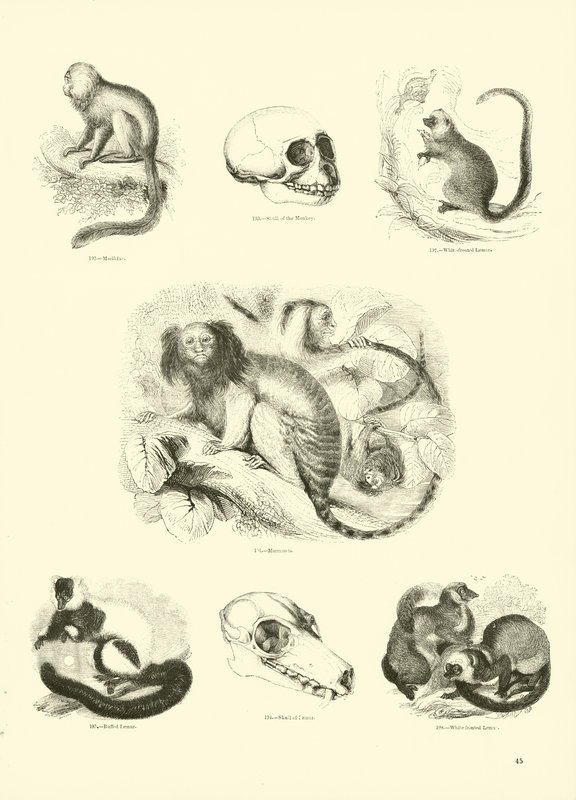 Pagina dal Museo Illustrato della Natura Animata da English School