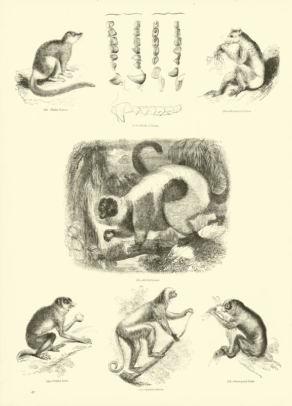Pagina dal Museo Illustrato della Natura Animata da English School