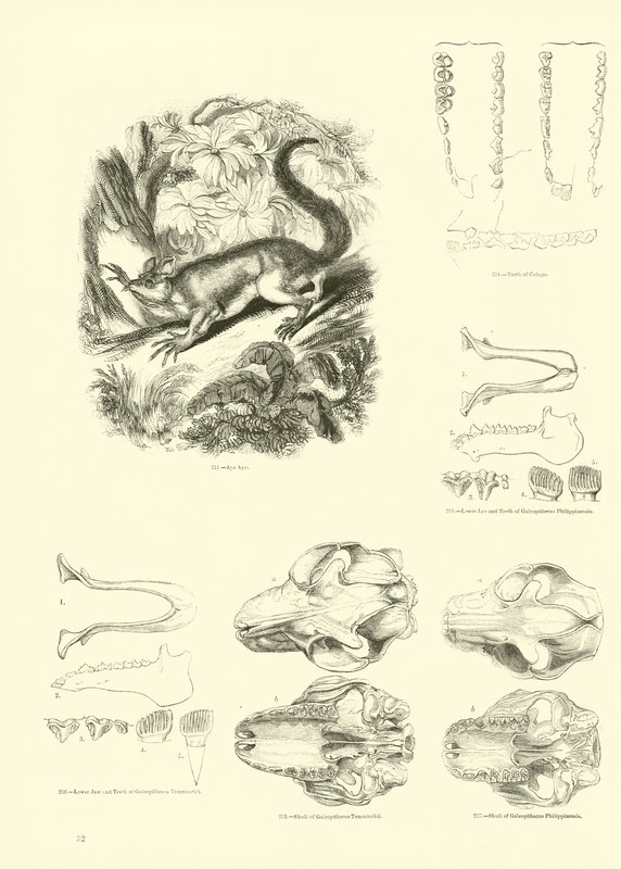 Pagina dal Museo Illustrato della Natura Animata da English School