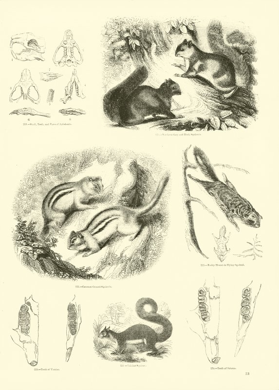 Pagina dal Museo Illustrato della Natura Animata da English School