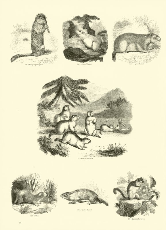 Pagina dal Museo Illustrato della Natura Animata da English School