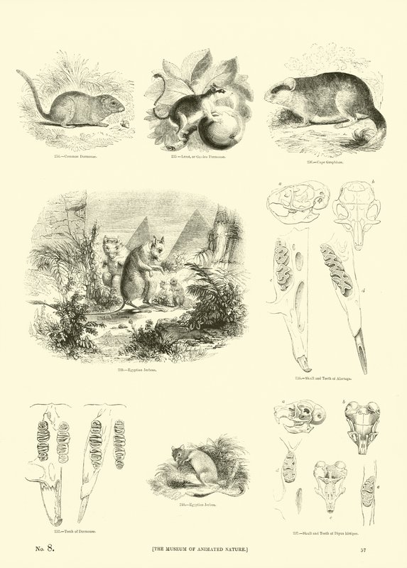Pagina dal Museo Illustrato della Natura Animata da English School