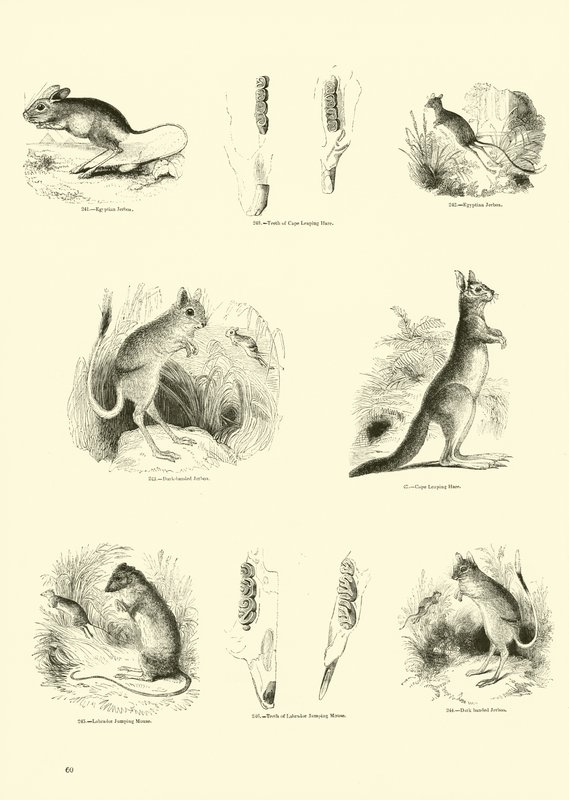 Pagina dal Museo Illustrato della Natura Animata da English School