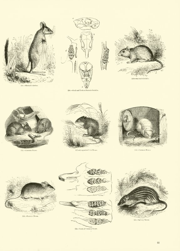 Pagina dal Museo Illustrato della Natura Animata da English School