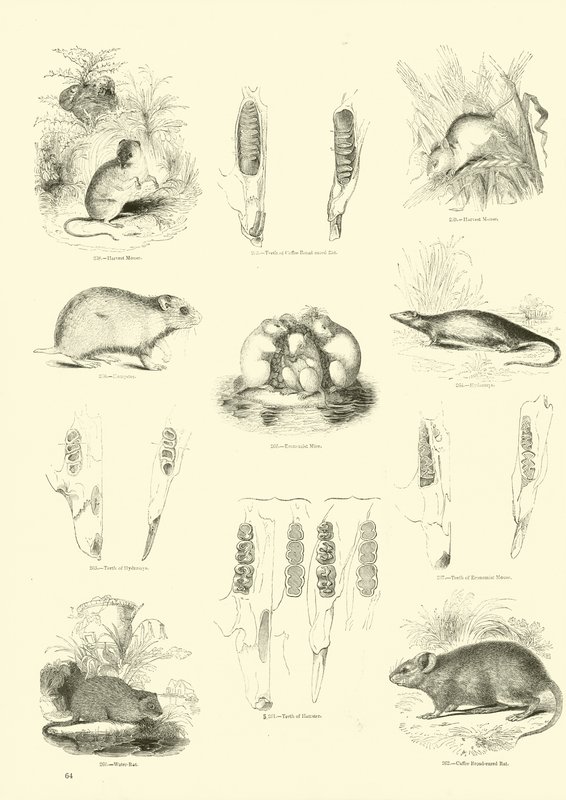 Pagina dal Museo Illustrato della Natura Animata da English School