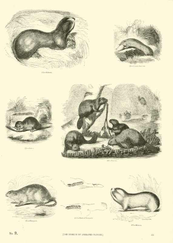 Pagina dal Museo Illustrato della Natura Animata da English School