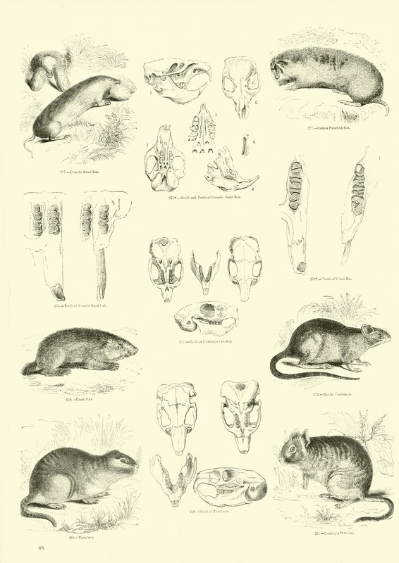 Pagina dal Museo Illustrato della Natura Animata da English School