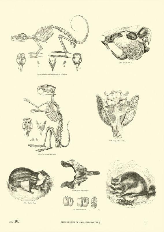 Pagina dal Museo Illustrato della Natura Animata da English School