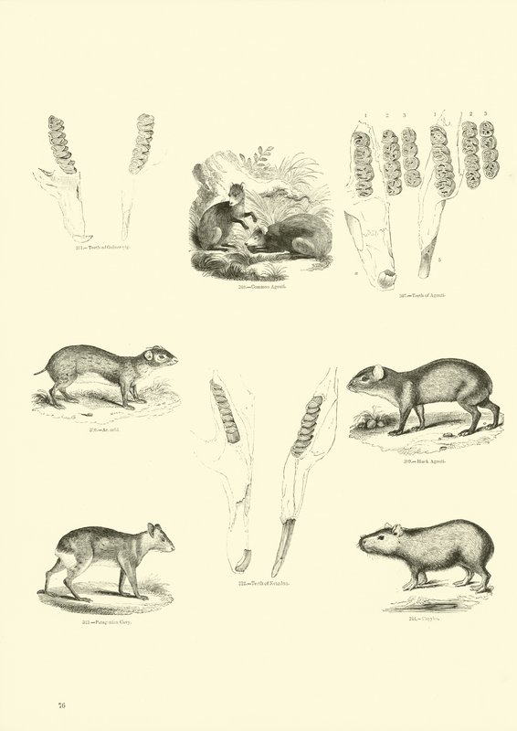 Pagina dal Museo Illustrato della Natura Animata da English School