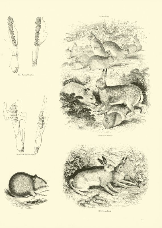 Pagina dal Museo Illustrato della Natura Animata da English School