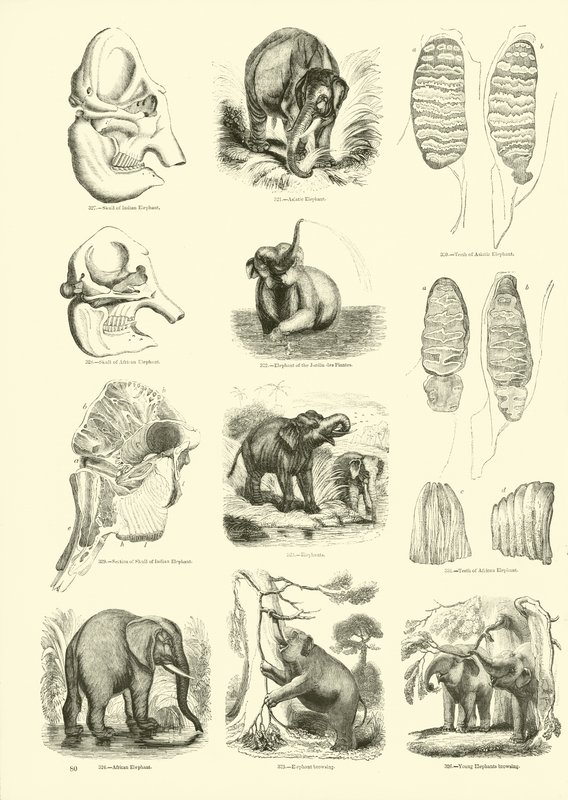 Pagina dal Museo Illustrato della Natura Animata da English School