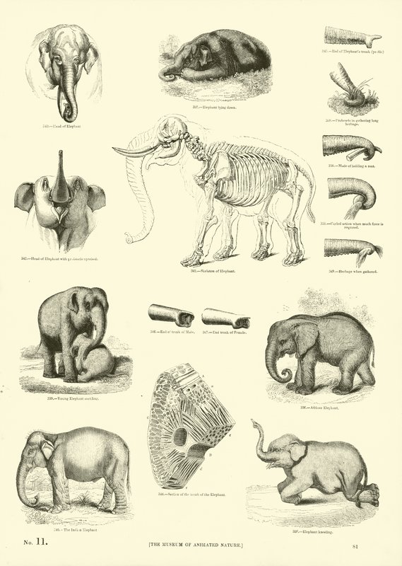 Pagina dal Museo Illustrato della Natura Animata da English School