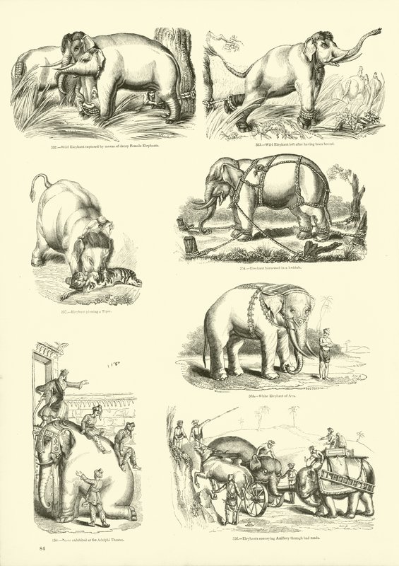 Pagina dal Museo Illustrato della Natura Animata da English School
