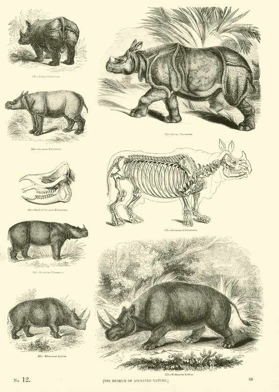 Pagina dal Museo Illustrato della Natura Animata da English School
