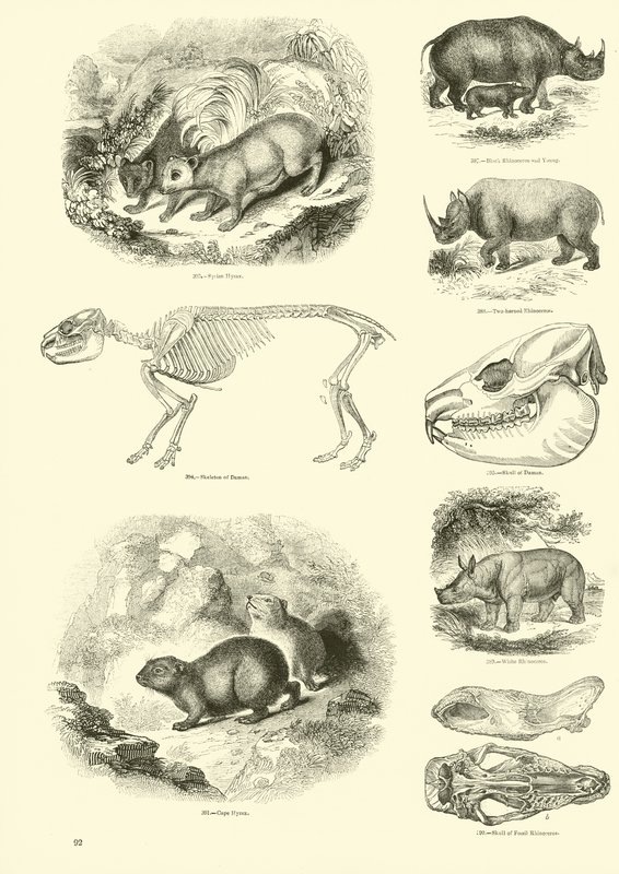 Pagina dal Museo Illustrato della Natura Animata da English School