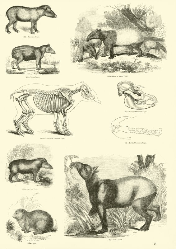 Pagina dal Museo Illustrato della Natura Animata da English School