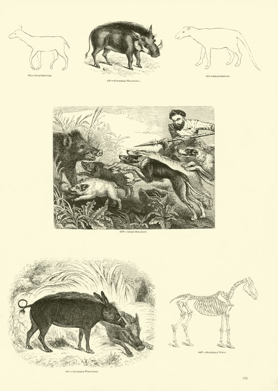 Pagina dal Museo Illustrato della Natura Animata da English School