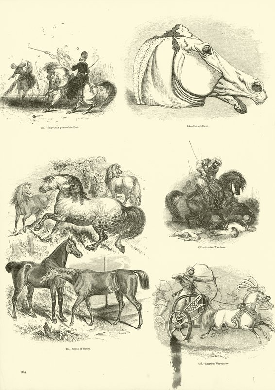 Pagina dal Museo Illustrato della Natura Animata da English School