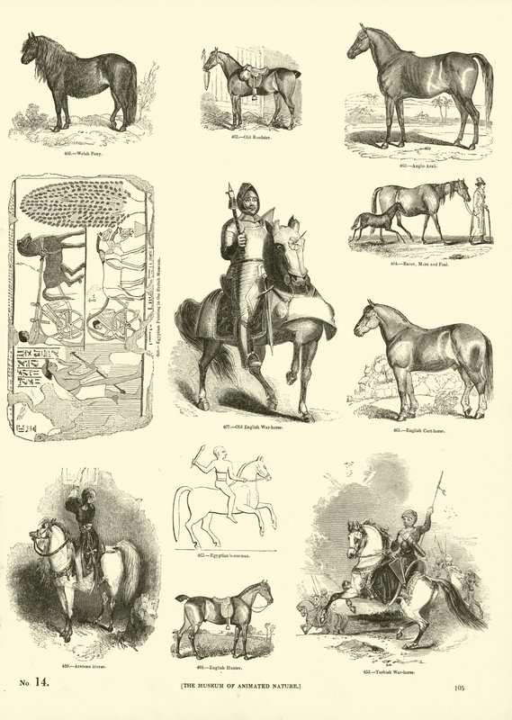 Pagina dal Museo Illustrato della Natura Animata da English School