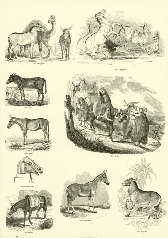 Pagina dal Museo Illustrato della Natura Animata da English School