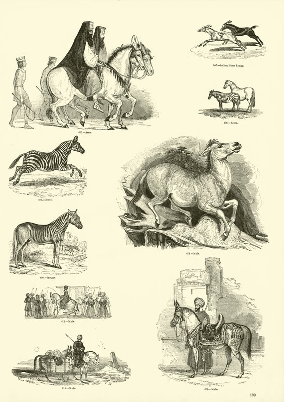 Pagina dal Museo Illustrato della Natura Animata da English School