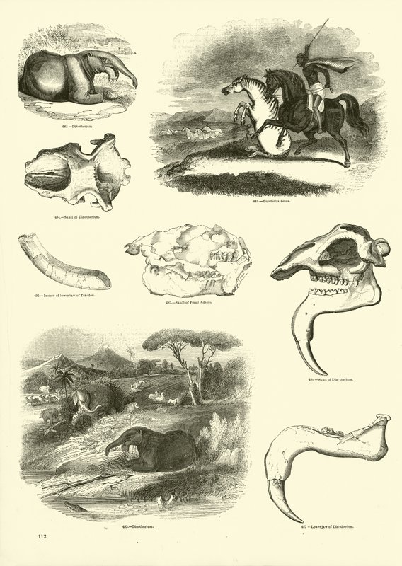 Pagina dal Museo Illustrato della Natura Animata da English School