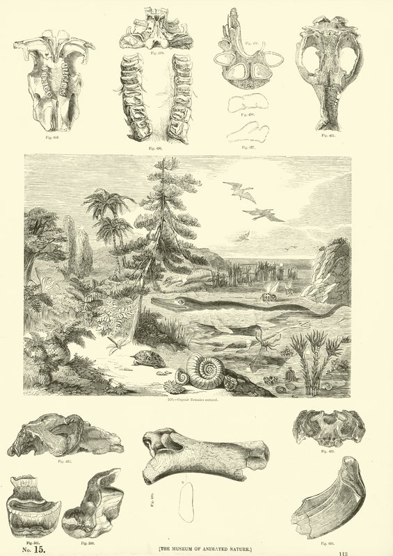 Pagina dal Museo Illustrato della Natura Animata da English School