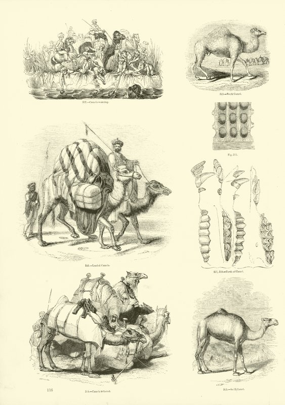Pagina dal Museo Illustrato della Natura Animata da English School