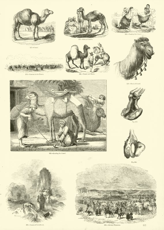 Pagina dal Museo Illustrato della Natura Animata da English School