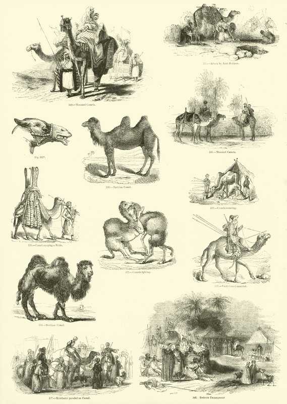 Pagina dal Museo Illustrato della Natura Animata da English School