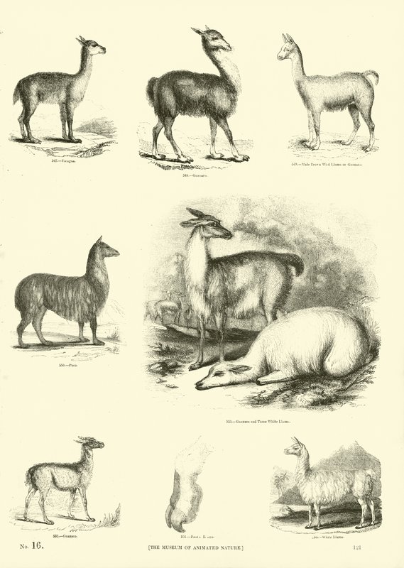 Pagina dal Museo Illustrato della Natura Animata da English School
