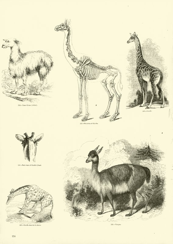 Pagina dal Museo Illustrato della Natura Animata da English School