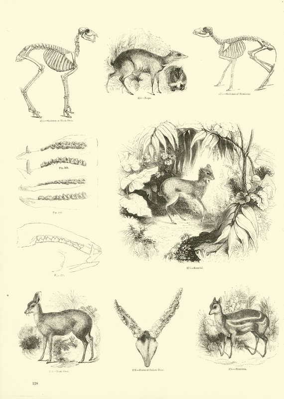 Pagina dal Museo Illustrato della Natura Animata da English School