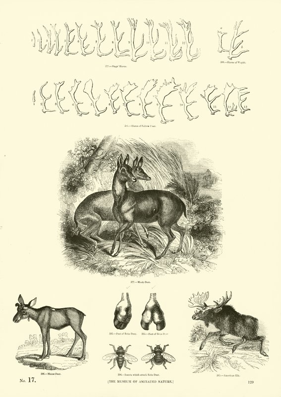 Pagina dal Museo Illustrato della Natura Animata da English School