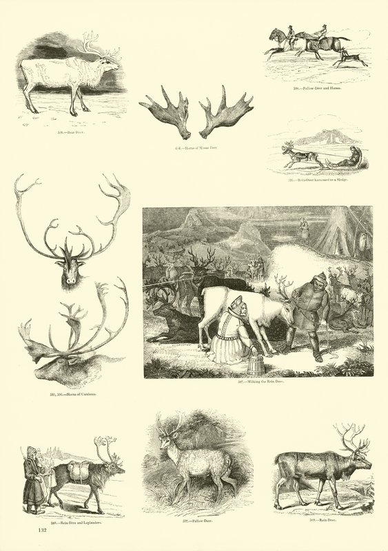 Pagina dal Museo Illustrato della Natura Animata da English School