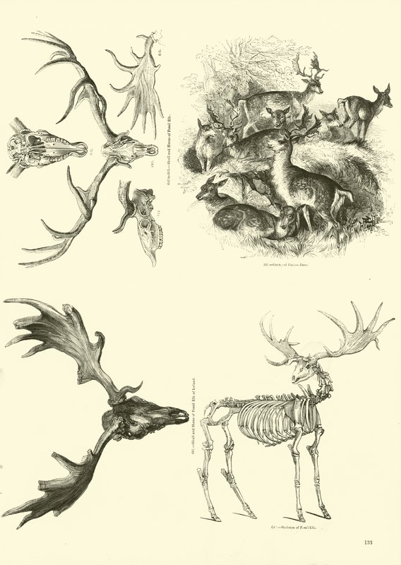 Pagina dal Museo Illustrato della Natura Animata da English School