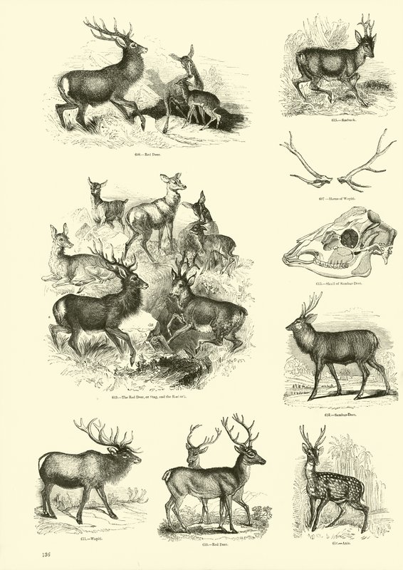 Pagina dal Museo Illustrato della Natura Animata da English School