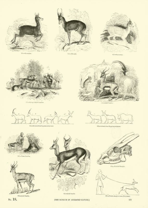 Pagina dal Museo Illustrato della Natura Animata da English School