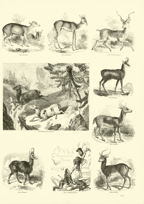 Pagina dal Museo Illustrato della Natura Animata da English School