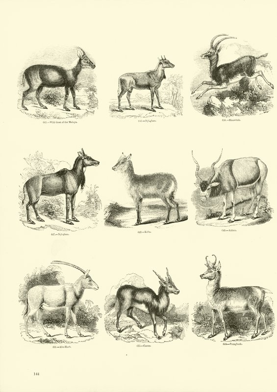 Pagina dal Museo Illustrato della Natura Animata da English School