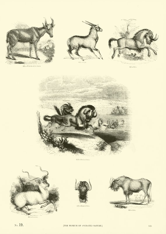 Pagina dal Museo Illustrato della Natura Animata da English School