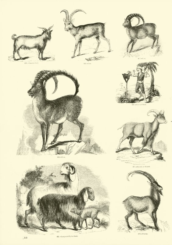 Pagina dal Museo Illustrato della Natura Animata da English School