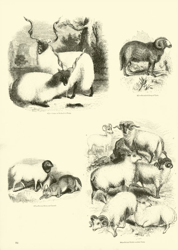 Pagina dal Museo Illustrato della Natura Animata da English School